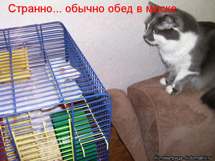 Котоматрица: Странно... обычно обед в миске