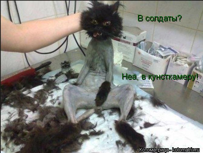 Котоматрица: В солдаты?  Неа, в кунсткамеру!