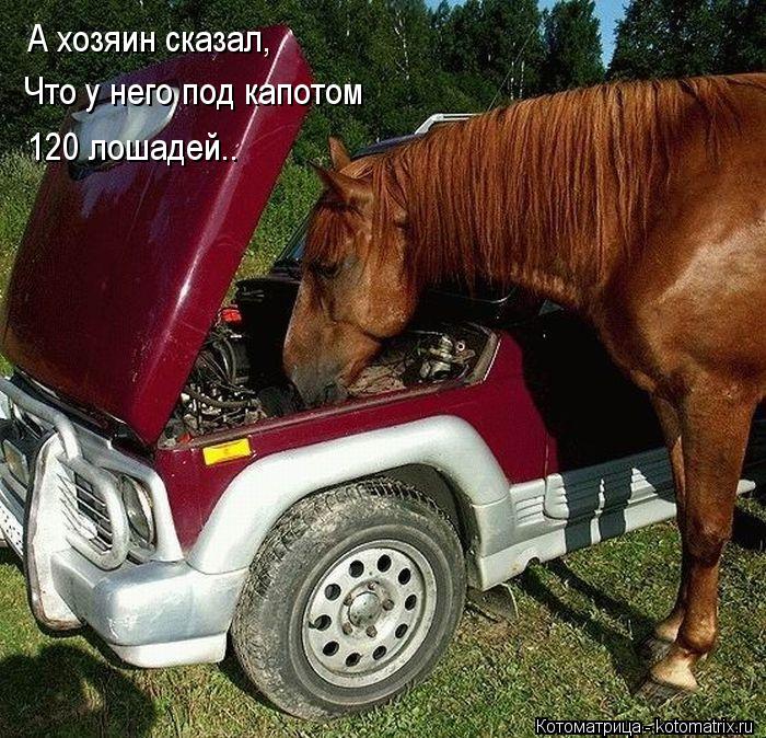 А хозяин сказал, Что у него под капотом 120 лошадей..... Котоматрица: А хозяин сказал, Что у него под капотом 120 лошадей..