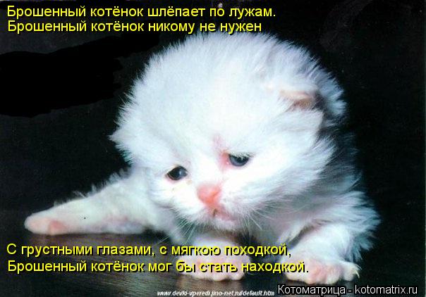 Брошенный котёнок шлёпает по лужам. Брошенный котёнок никому не нужен С грустными глазами, с мягкою п... Котоматрица: Брошенный котёнок шлёпает по лужам. Брошенный котёнок никому не нужен С грустными глазами, с мягкою походкой, Брошенный котёнок мог бы стат