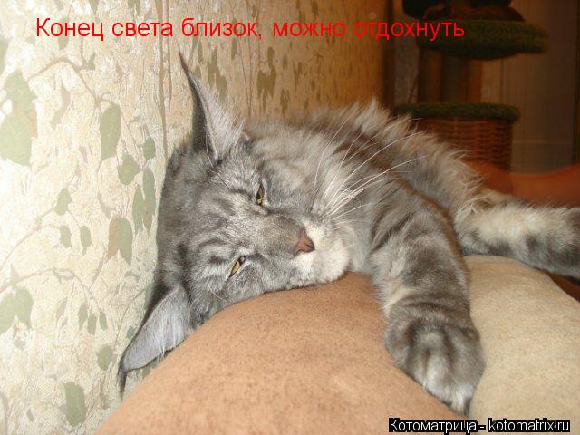 Конец света близок, можно отдохнуть... Котоматрица: Конец света близок, можно отдохнуть