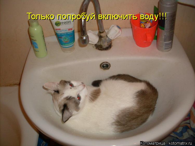 Только попробуй включить воду!!!... Котоматрица: Только попробуй включить воду!!!
