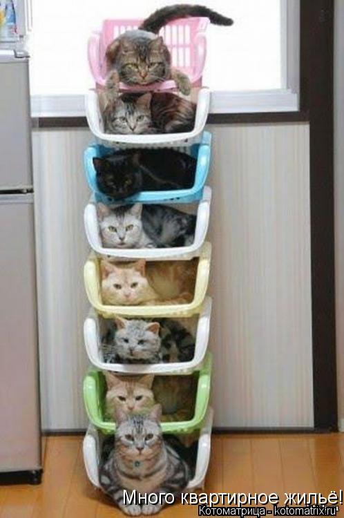 Котоматрица: Много квартирное жильё!