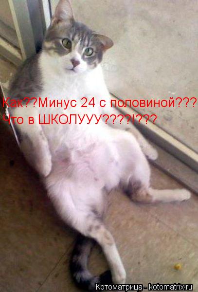 Котоматрица: Как??Минус 24 с половиной??? Что в ШКОЛУУУ????!???