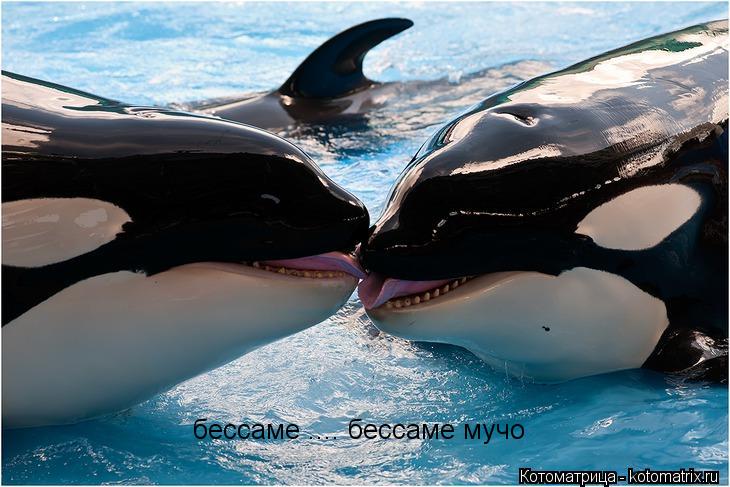 бессаме .... бессаме мучо... Котоматрица: бессаме .... бессаме мучо