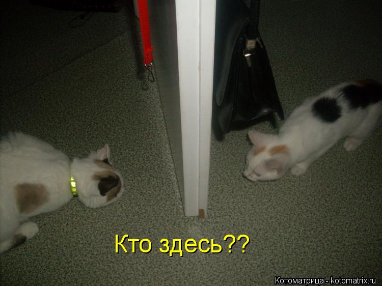 Котоматрица: Кто здесь??