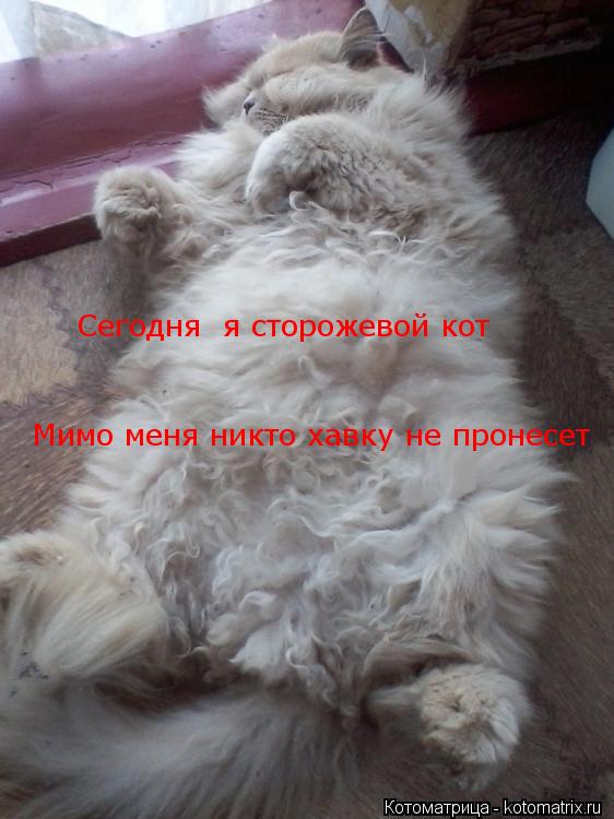 Котоматрица: Сегодня  я сторожевой кот  Мимо меня никто хавку не пронесет