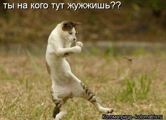 Котоматрица: ты на кого тут жужжишь??