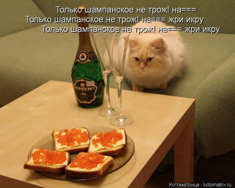 Котоматрица: Только шампанское не трож! на=== Только шампанское не трож! на=== жри икру Только шампанское не трож! на=== жри икру