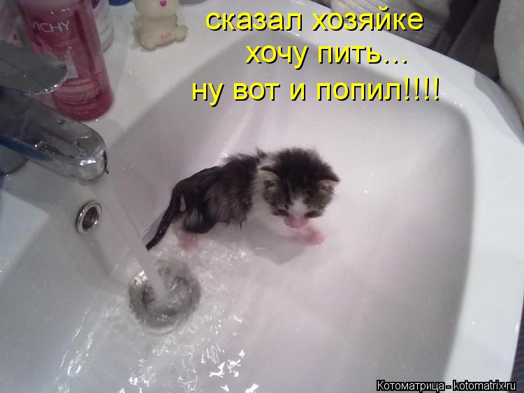Котоматрица: сказал хозяйке хочу пить... ну вот и попил!!!!
