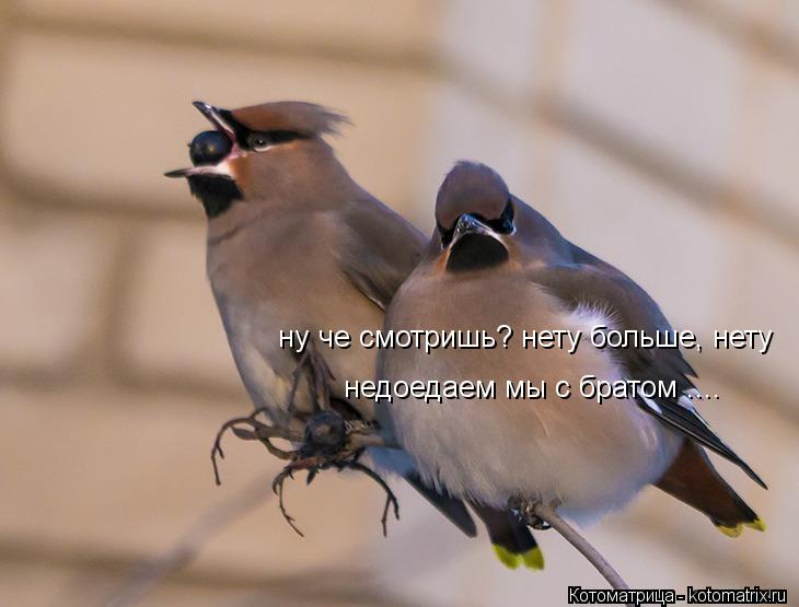 ну че смотришь? нету больше, нету недоедаем мы с братом ....... Котоматрица: ну че смотришь? нету больше, нету недоедаем мы с братом ....