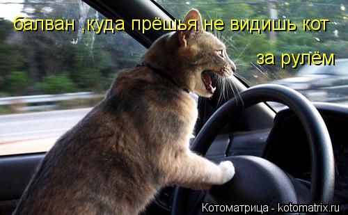 Котоматрица: балван ,куда прёшья не видишь кот за рулём