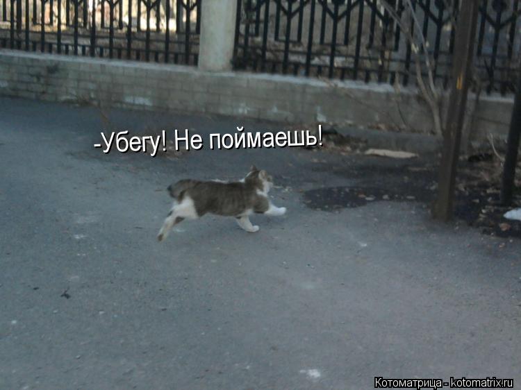 -Убегу! Не поймаешь!... Котоматрица: -Убегу! Не поймаешь!