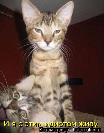 Котоматрица: И я с этим идиотом живу
