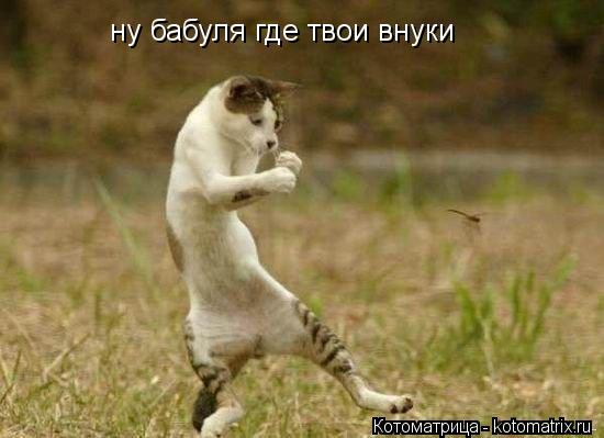 ну бабуля где твои внуки... Котоматрица: ну бабуля где твои внуки
