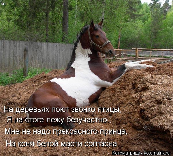 На деревьях поют звонко птицы, Я на стоге лежу безучастно. Мне не надо прекрасного принца, На коня бе... Котоматрица: На деревьях поют звонко птицы, Я на стоге лежу безучастно. Мне не надо прекрасного принца, На коня белой масти согласна.