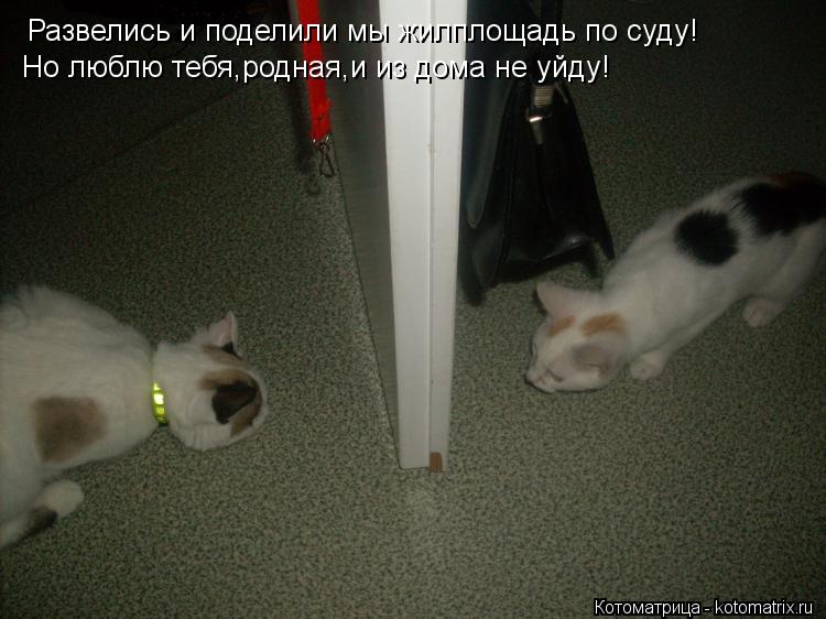 Котоматрица: Развелись и поделили мы жилплощадь по суду! Но люблю тебя,родная,и из дома не уйду!