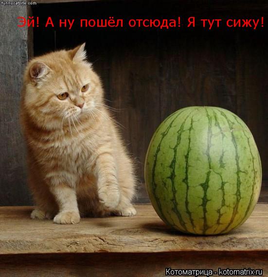 Эй! А ну пошёл отсюда! Я тут сижу!... Котоматрица: Эй! А ну пошёл отсюда! Я тут сижу!