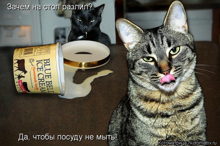 Котоматрица: Зачем на стол разлил? Да, чтобы посуду не мыть!