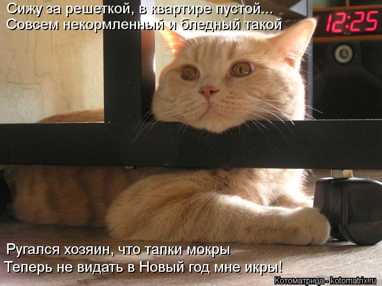 Совсем некормленный и бледный такой Сижу за решеткой, в квартире пустой... Теперь не видать в Новый г... Котоматрица: Совсем некормленный и бледный такой Сижу за решеткой, в квартире пустой... Теперь не видать в Новый год мне икры! Ругался хозяин, что тапки мо