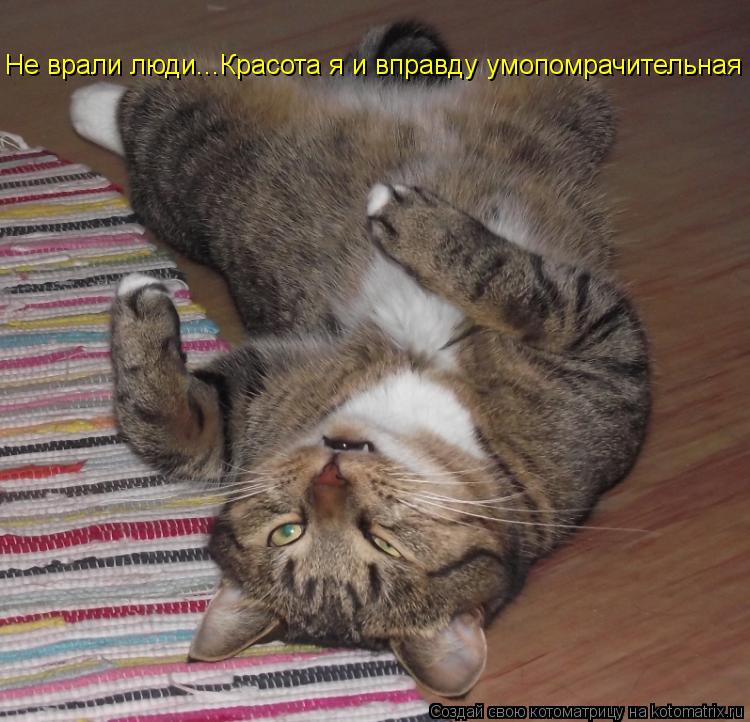 Котоматрица: Не врали люди...Красота я и вправду умопомрачительная