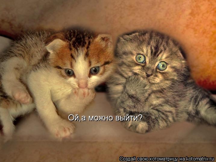 Котоматрица: Ой,а можно выйти?