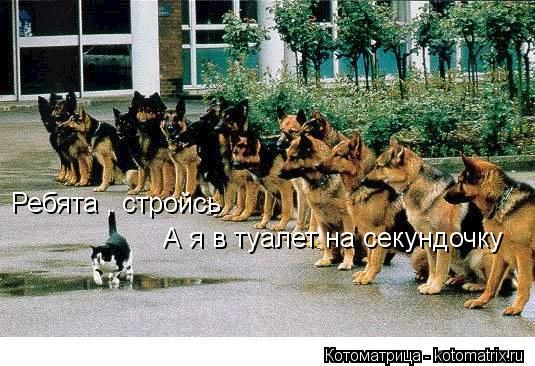 Ребята , стройсь А я в туалет на секундочку... Котоматрица: Ребята , стройсь А я в туалет на секундочку