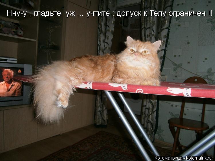 Котоматрица: Нну-у , гладьте  уж ... учтите : допуск к Телу ограничен !!
