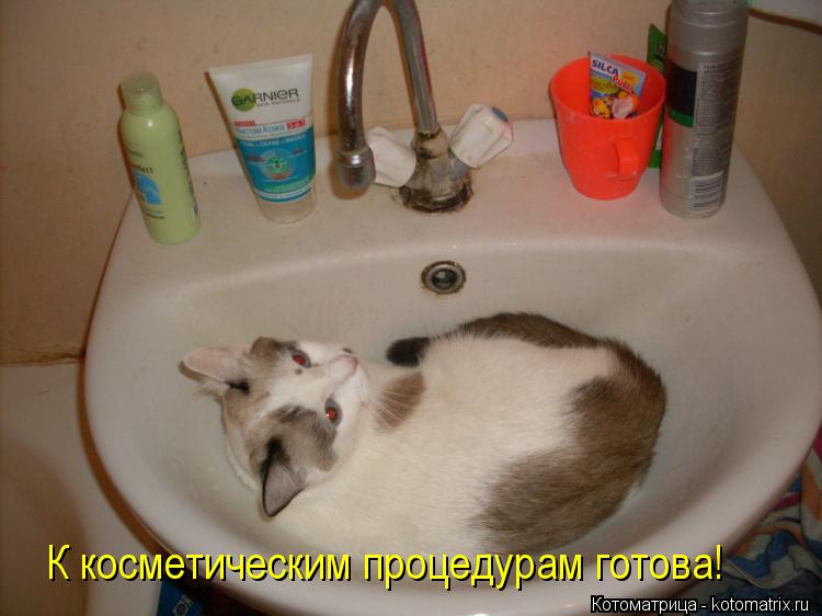 К косметическим процедурам готова!... Котоматрица: К косметическим процедурам готова!