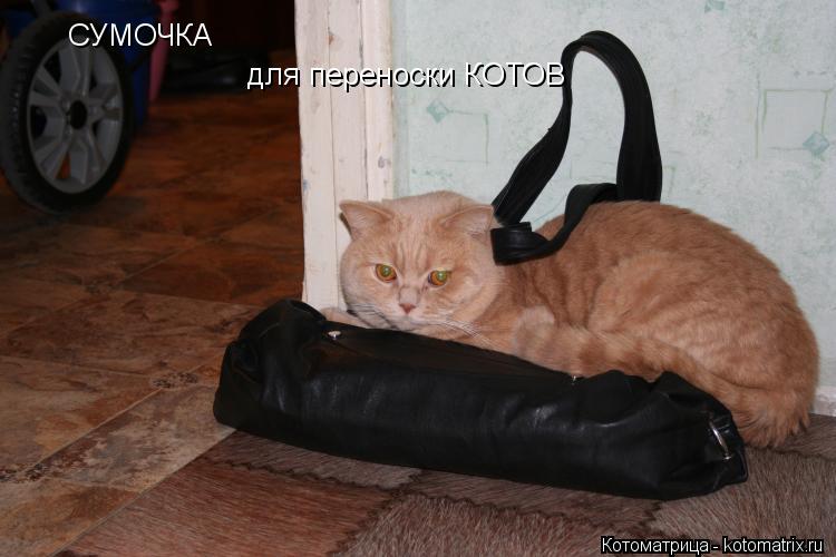 Котоматрица: СУМОЧКА для переноски КОТОВ