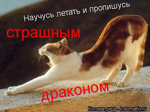Котоматрица: Научусь летать и пропишусь  драконом страшным