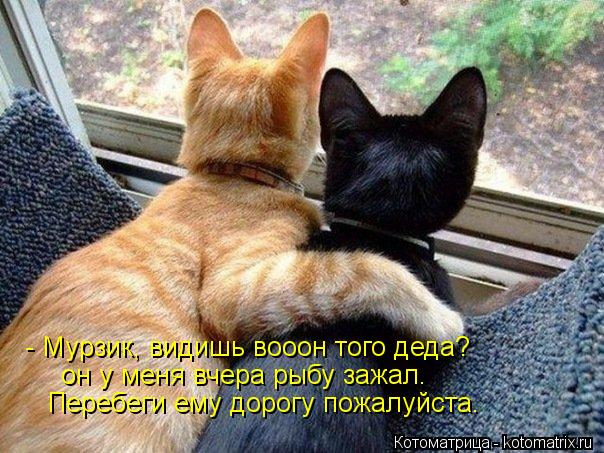 Котоматрица: - Мурзик, видишь вооон того деда? он у меня вчера рыбу зажал. Перебеги ему дорогу пожалуйста.