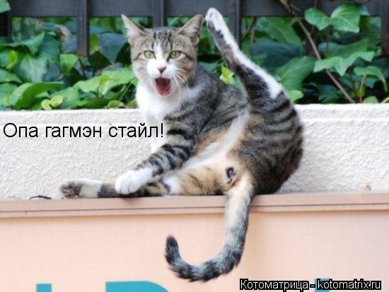 Котоматрица: Опа гагмэн стайл!