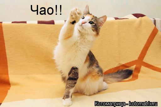 Котоматрица: Чао!!