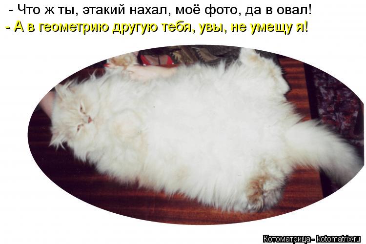 Котоматрица: - Что ж ты, этакий нахал, моё фото, да в овал! - А в геометрию другую тебя, увы, не умещу я!
