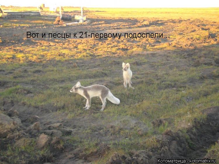 Котоматрица: Вот и песцы к 21-первому подоспели...