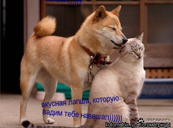 Котоматрица: вкусная лапша, которую  вадим тебе навешал)))))) вадим тебе навешал))))))