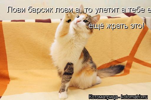 Котоматрица: Лови барсик лови а, то улетит а тебе ещё жрать это! ещё жрать это!
