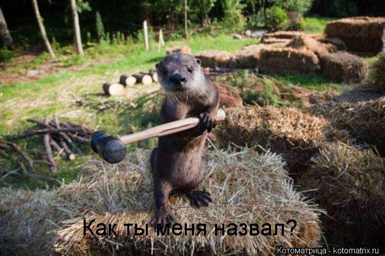 Котоматрица: Как ты меня назвал?