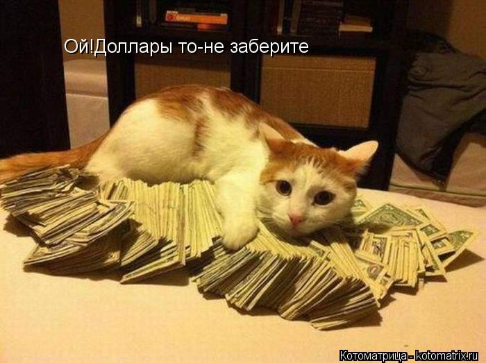 Котоматрица: Ой!Доллары то-не заберите