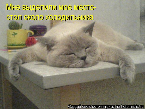 Котоматрица: Мне выделили мое место- стол около холодильника