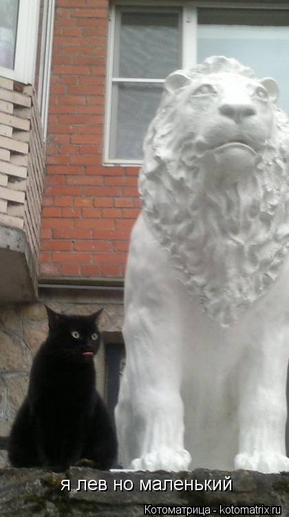 Котоматрица: я лев но маленький