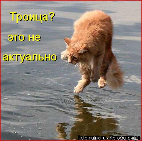 Котоматрица: Троица? это не  актуально