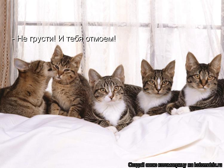 - Не грусти! И тебя отмоем!... Котоматрица: - Не грусти! И тебя отмоем!