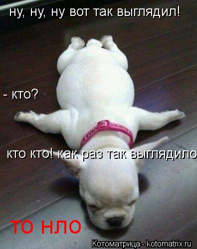 Котоматрица: ну, ну, ну вот так выглядил! - кто? кто кто! как раз так выглядило... то нло