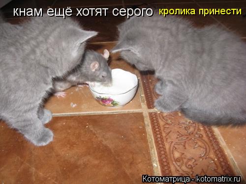кнам ещё хотят серого кнам ещё хотят серого кролика принести... Котоматрица: кнам ещё хотят серого кнам ещё хотят серого кролика принести