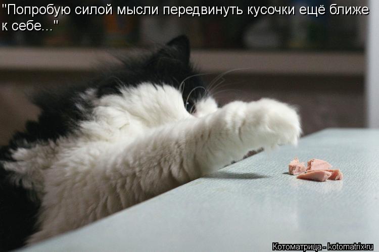 Котоматрица: "Попробую силой мысли передвинуть кусочки ещё ближе к себе..."