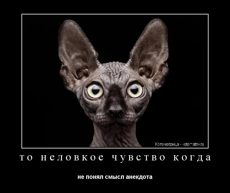Котоматрица: то неловкое чувство когда не понял смысл анекдота