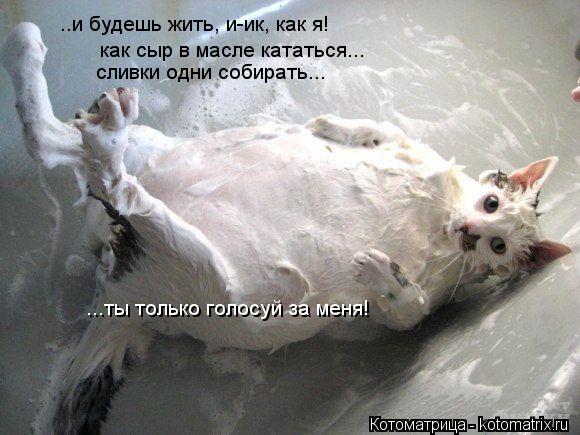 Котоматрица: ..и будешь жить, и-ик, как я! как сыр в масле кататься... сливки одни собирать... ...ты только голосуй за меня!