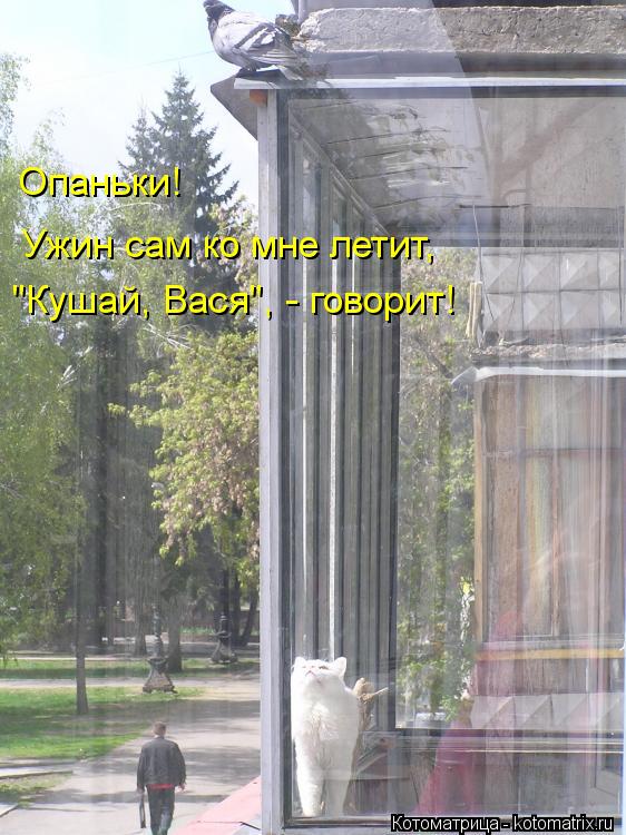 Котоматрица: Опаньки! Ужин сам ко мне летит, "Кушай, Вася", - говорит!